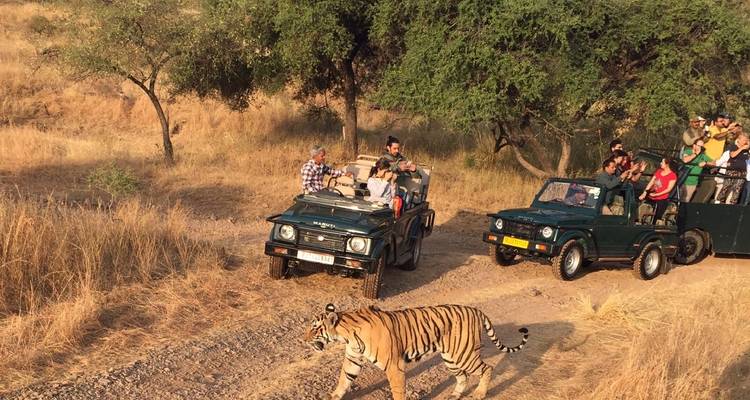 Circuit dans le triangle d'or avec safari tigre - Trek India tours  1