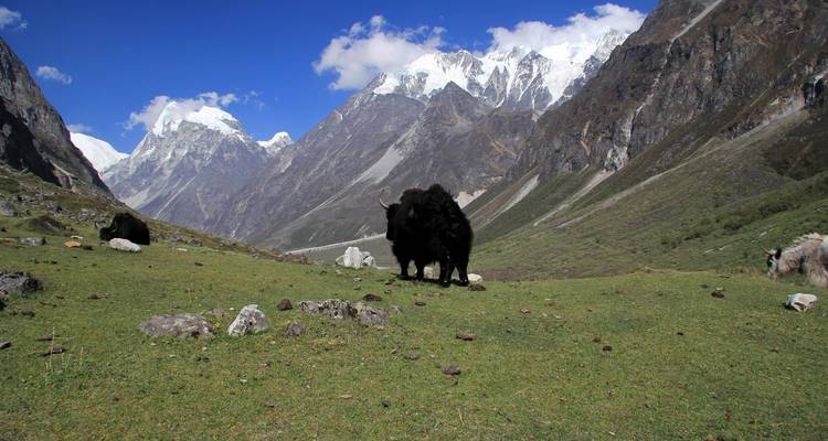 Excursionismo por el valle de Langtang - Nepal Nomad Trekking Pvt. Ltd. 2