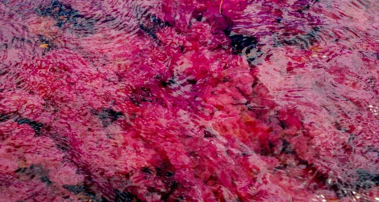 3-Day Caño Cristales (Rainbow River) from Bogotá - FlashpackerConnect 8