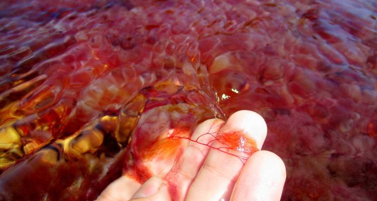 3-Day Caño Cristales (Rainbow River) from Bogotá - FlashpackerConnect 9