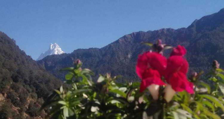 Excursionismo en privado al campamento base del Annapurna - 7 días - White Hill Adventure Treks and Expedition Pvt Ltd 3