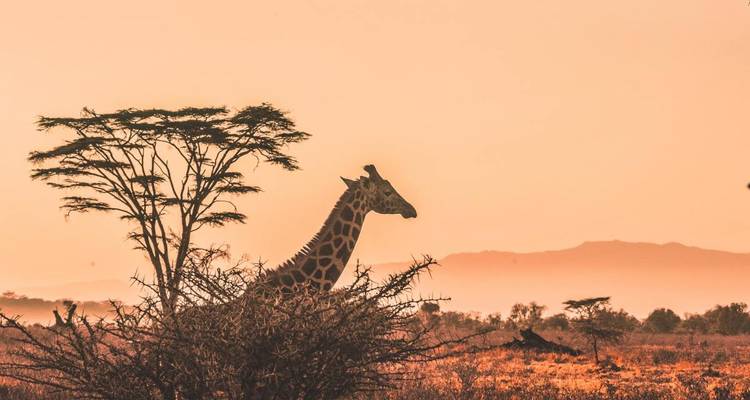 Giraffe walking in the savannah with a warm orange sky.