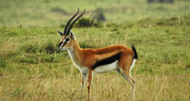 Thomson's gazelle standing in grassy field.
