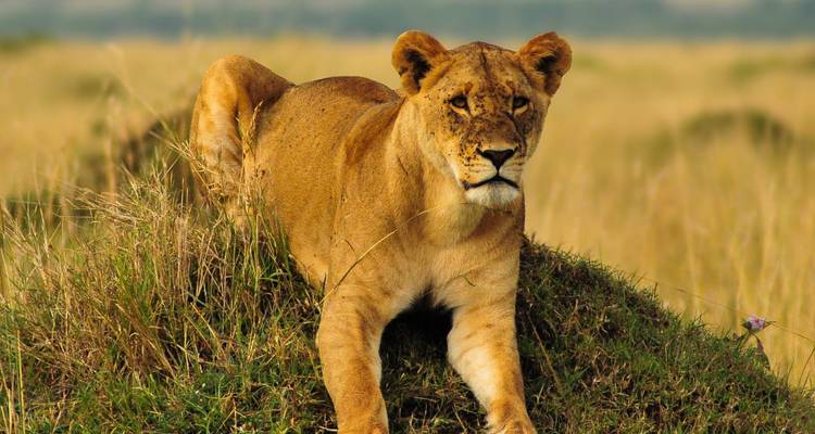 Lioness resting on a hill in the savannah.
