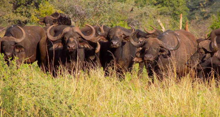 Herd of buffalo in the Maasai Mara.