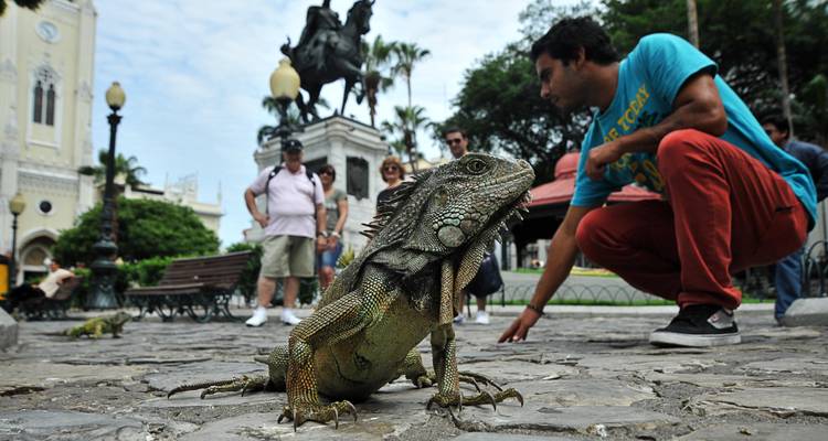 Galápagos Explorer - Guayaquil et; Santa Cruz - 7 jours - BM Tours 4
