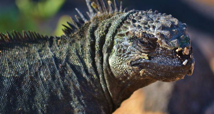 Galápagos Explorer - Guayaquil et; Santa Cruz - 7 jours - BM Tours 6