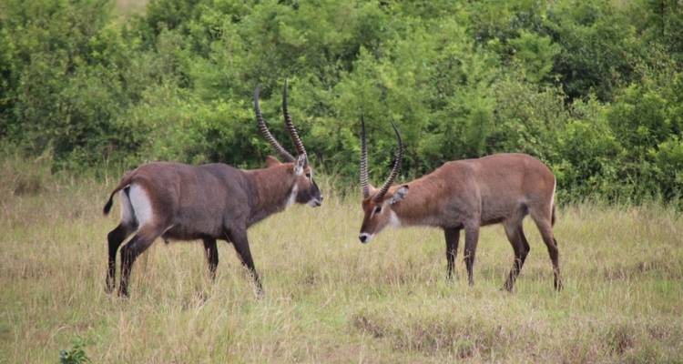 5 Day Gorillas, Wildlife and Chimp Trek at Kalinzu Forest - Bamboo Ecotours 8