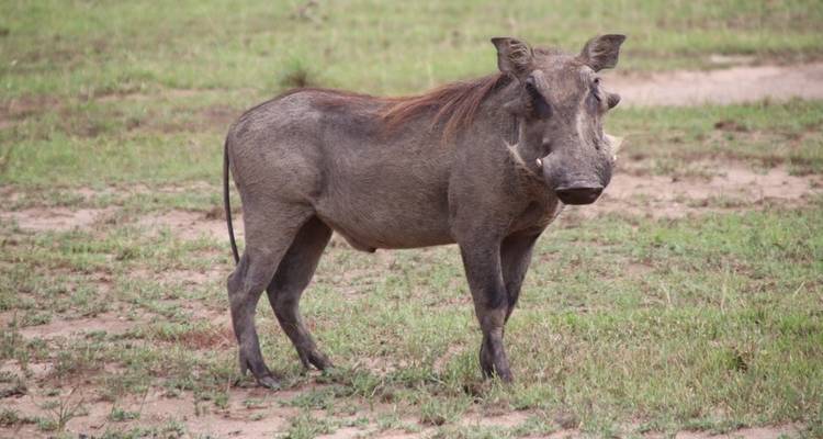 5 Day Gorillas, Wildlife and Chimp Trek at Kalinzu Forest - Bamboo Ecotours 10