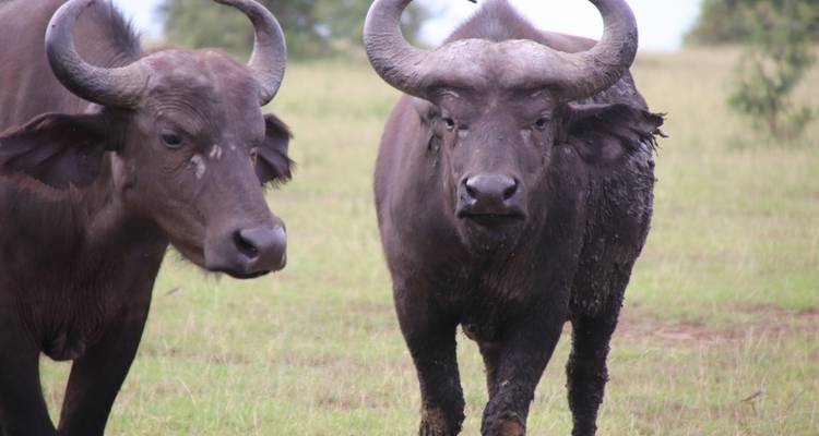 5 Day Gorillas, Wildlife and Chimp Trek at Kalinzu Forest - Bamboo Ecotours 9
