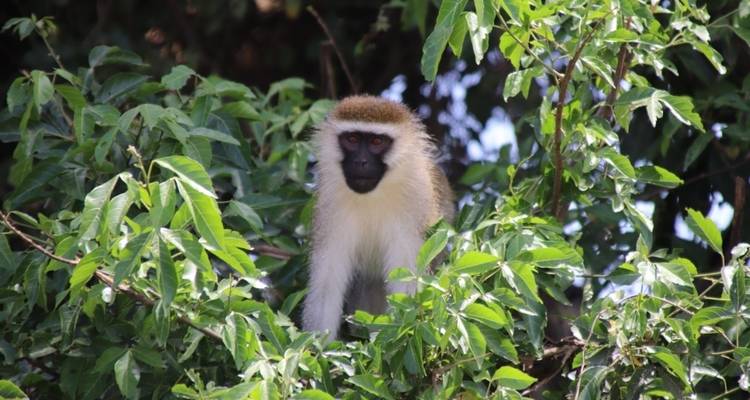 5 Day Gorillas, Wildlife and Chimp Trek at Kalinzu Forest - Bamboo Ecotours 6