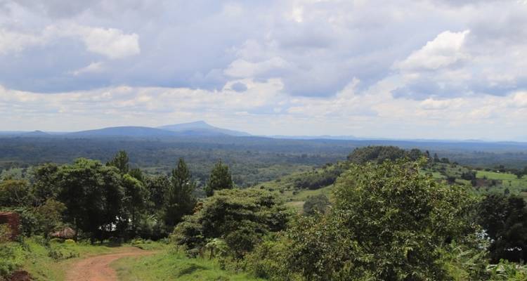 Excursión de 4 días a gorilas, vida salvaje y chimpancés en la selva de Kalinzu - Bamboo Ecotours 8