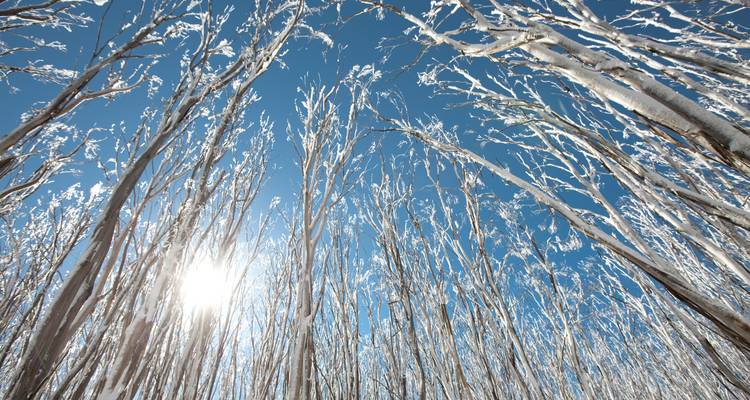 Lake Mountain Snow Tour - 1 DAY - Wildlife Tours Australia 1