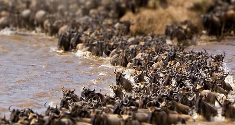 3 jours et 2 nuits de safari en camping à petit prix avec le Serengeti - Viola tours & travel 10