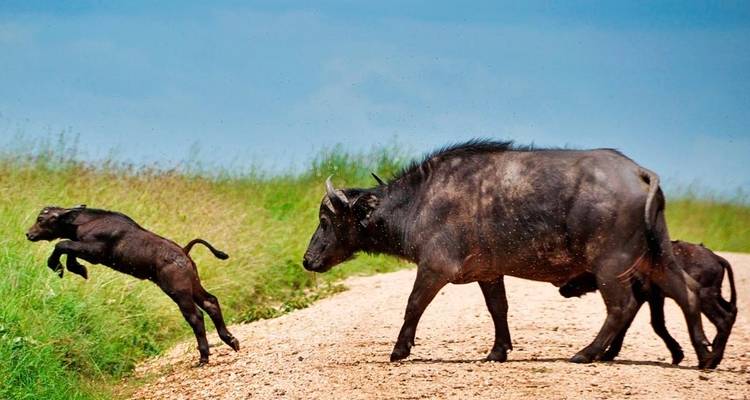 3 jours et 2 nuits de safari en camping à petit prix avec le Serengeti - Viola tours & travel 1