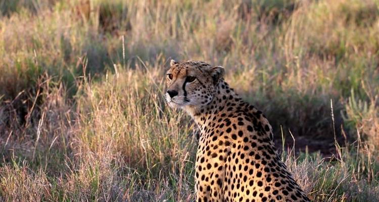 6 jours 5 nuits safari moyen de gamme - Viola tours & travel 3