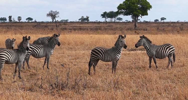 6 jours 5 nuits safari moyen de gamme - Viola tours & travel 8