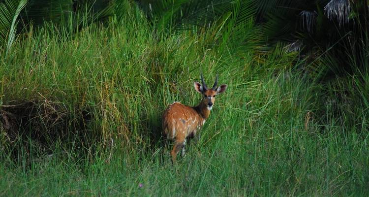 6 jours 5 nuits safari moyen de gamme - Viola tours & travel 2