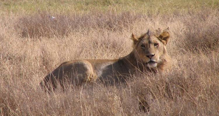 Un león solitario yaciendo en la sabana.