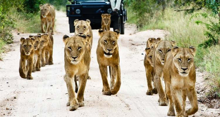 6 jours 5 nuits safari moyen de gamme - Viola tours & travel 9
