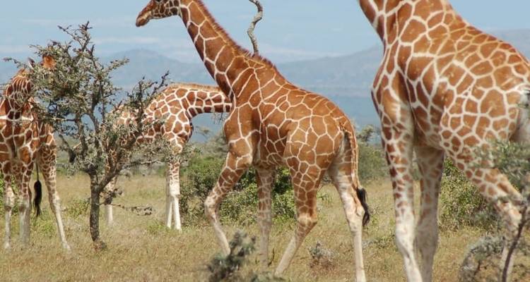 6 jours 5 nuits safari moyen de gamme - Viola tours & travel 1