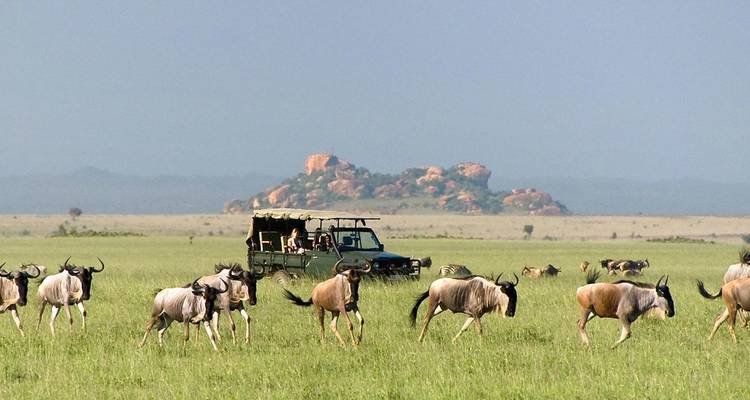 A safari vehicle drives through grasslands with a herd of wildebeest.