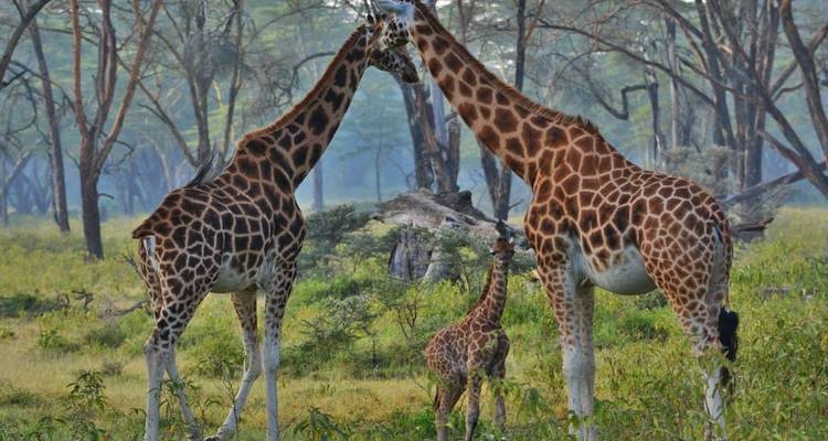 5 jours 4 nuits safari moyen de gamme - Viola tours & travel 2