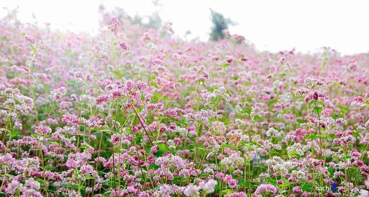 Campo de flores rosa vibrantes con primer plano difuminado.