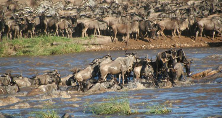 Gnoes die een rivier oversteken met zebra's op de achtergrond.