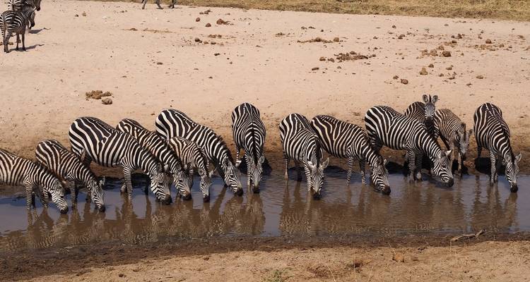7 jours et 6 nuits Safari moyen de gamme - Viola tours & travel 7