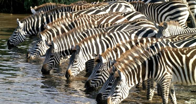 Safari de campamento económico de 3 días y 2 noches sin Serengeti - Viola tours & travel 9