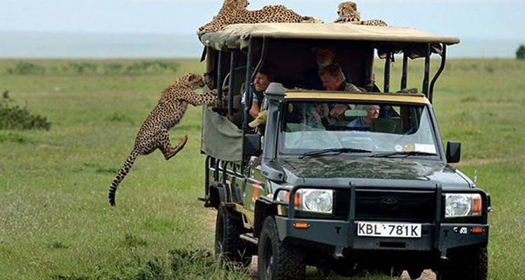 Safari de campamento económico de 3 días y 2 noches sin Serengeti - Viola tours & travel 10