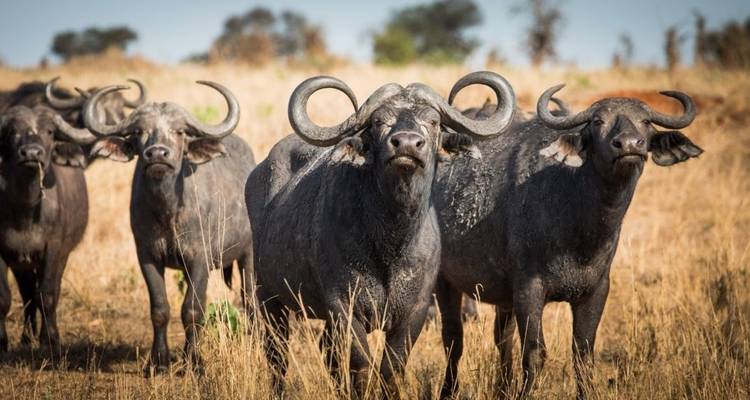 Safari de campamento económico de 3 días y 2 noches sin Serengeti - Viola tours & travel 2
