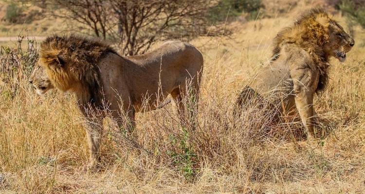 Safari de campamento económico de 3 días y 2 noches sin Serengeti - Viola tours & travel 4