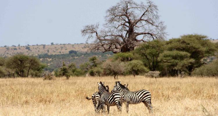 Safari de campamento económico de 3 días y 2 noches sin Serengeti - Viola tours & travel 3