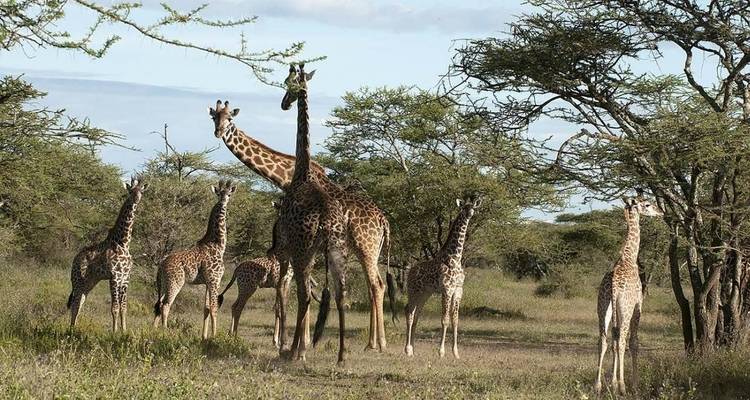 Safari de campamento económico de 3 días y 2 noches sin Serengeti - Viola tours & travel 1