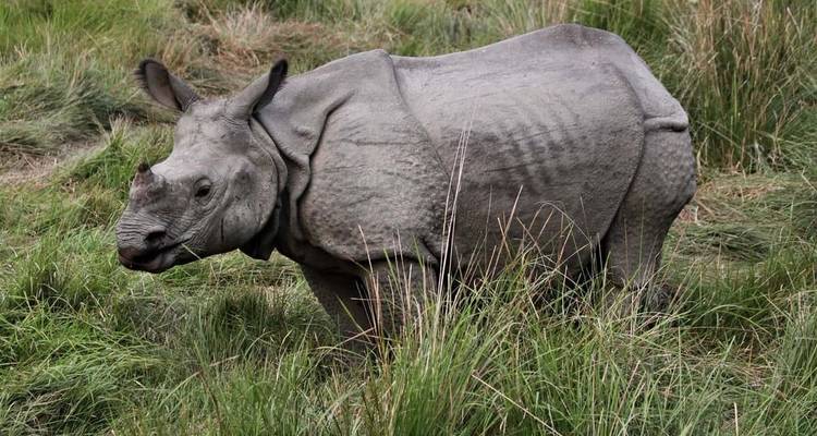 Parc national de Chitwan - 3 jours - Eco Holidays Nepal 2
