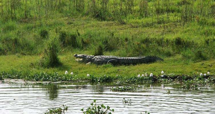 Parc national de Chitwan - 3 jours - Eco Holidays Nepal 4