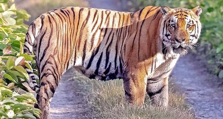 Parc national de Chitwan - 3 jours - Eco Holidays Nepal 3