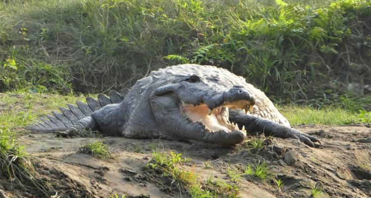Parc national de Chitwan - 3 jours - Eco Holidays Nepal 1