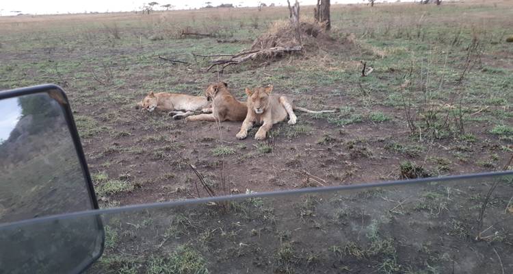 Excursión de 3 días a los mejores parques de África - Serengeti y cráter del Ngorongoro - Safari Soles tours 9