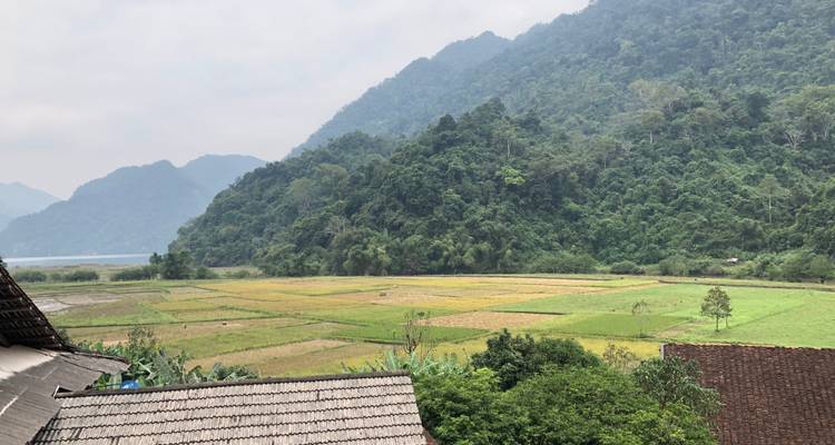Vista panorámica de campos de arroz con montañas de fondo.