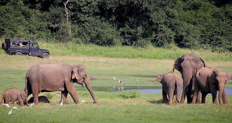 Elephants grazing near a lake with jeep in the background.