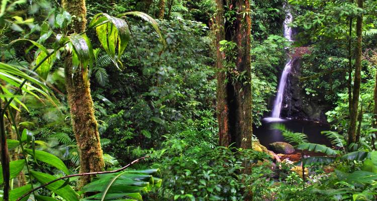 Cascade au cœur d'une jungle tropicale luxuriante.