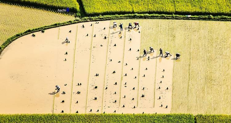 Menschen, die auf einem Feld arbeiten und Pflanzen anbauen.