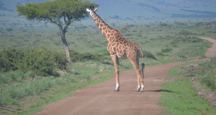 Safari économique de 7 jours dans des camps et des lodges au Kenya - Exciting Africa Holidays 2