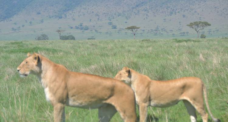 Safari économique de 7 jours dans des camps et des lodges au Kenya - Exciting Africa Holidays 1