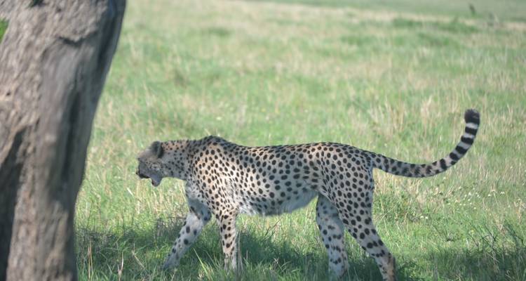 Guépard marchant dans la savane herbeuse sous un ciel dégagé.