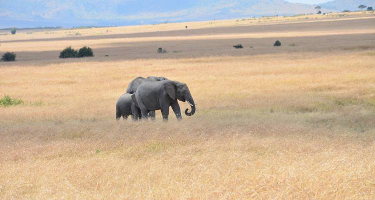 Safari économique de 7 jours dans des camps et des lodges au Kenya - Exciting Africa Holidays 3