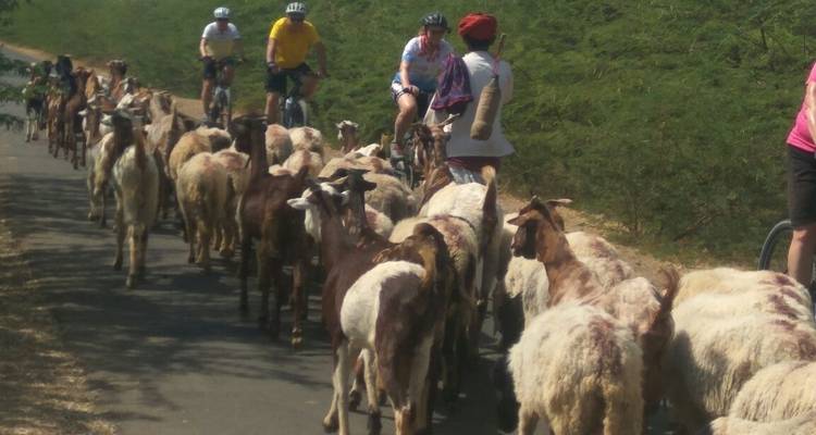 Cyclists passing a herd of goats on a rural road.